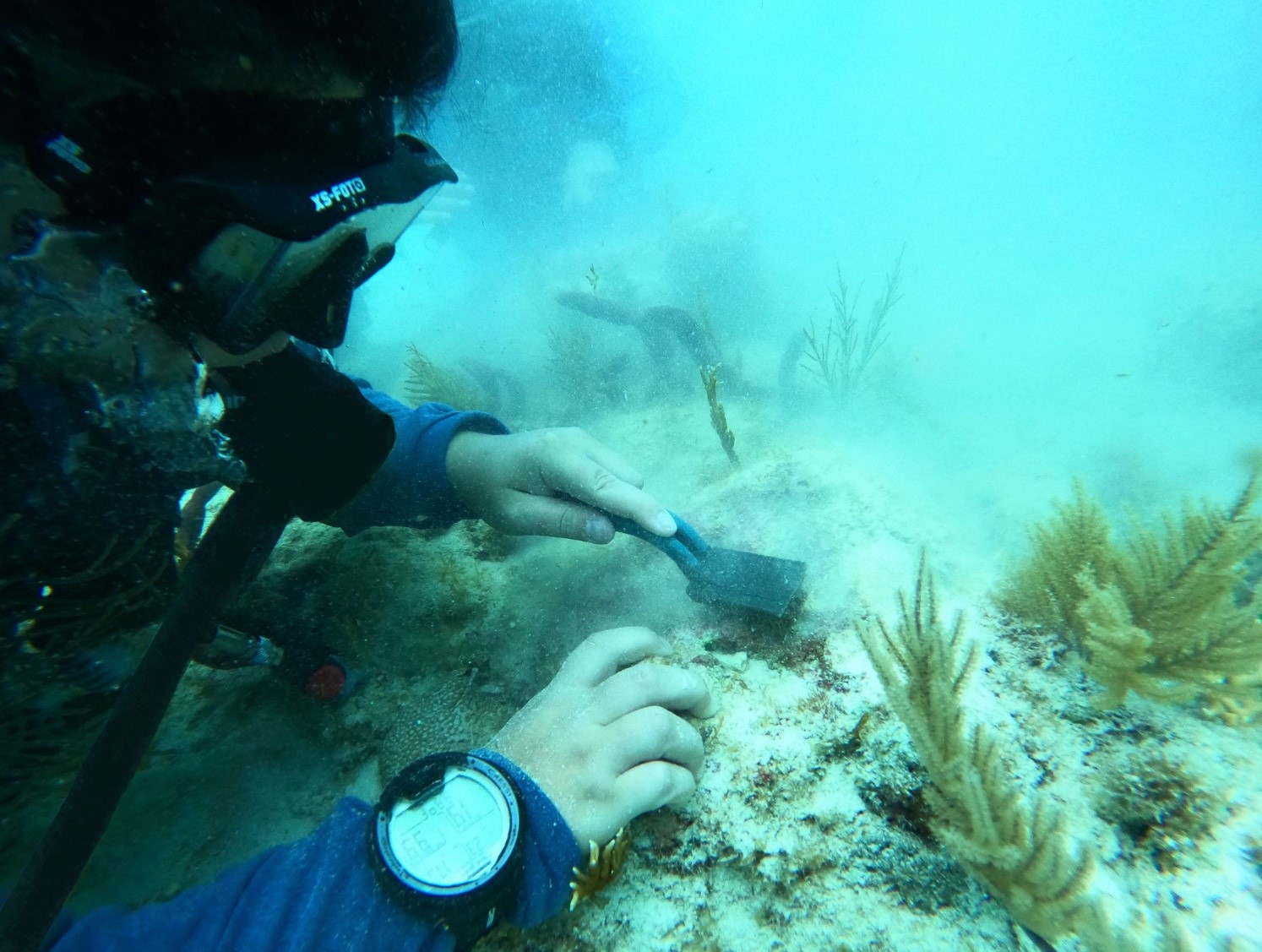 Kylie transplanting coral in the Florida Keys