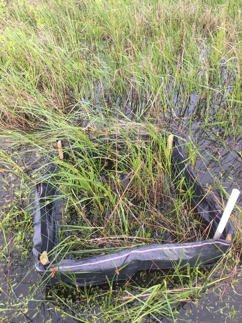 Grass growing in water with a small square of black fabric and wood surrounding more grass in water.