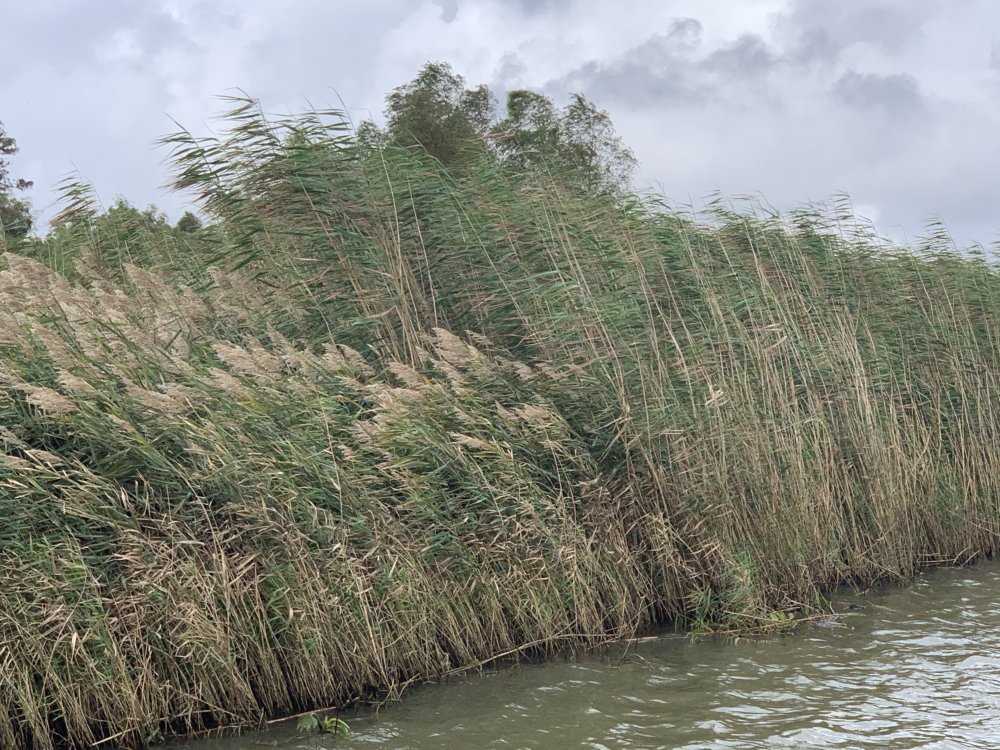 Photo of two different varieties of Phragmites australis (Roseau cane)