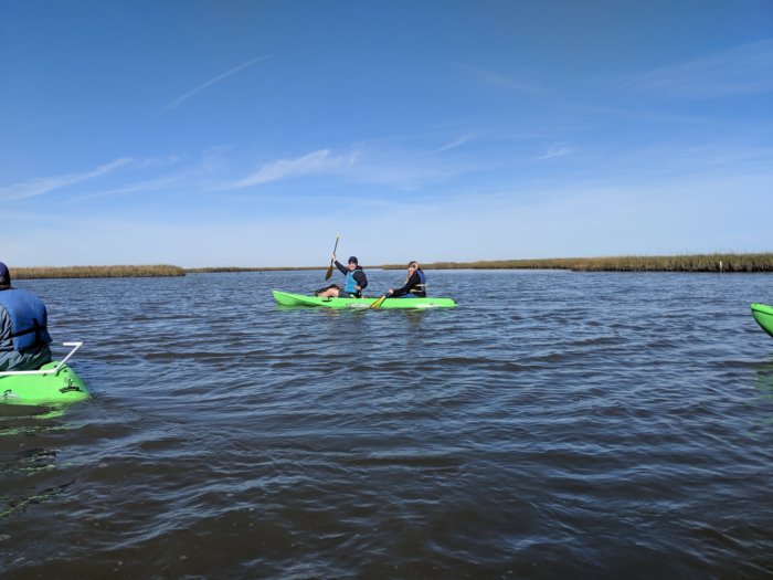 Students paddling on three kayaks in a pond by a marsh.