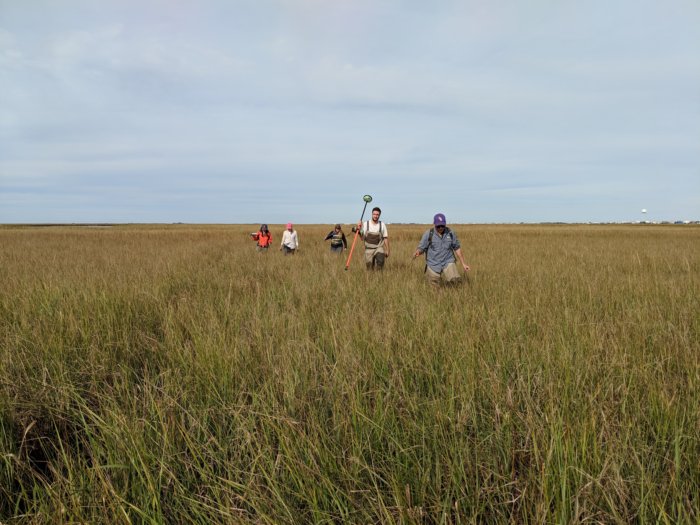 Students walking through a field full of marsh plants.
