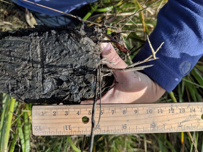 Soil core from marsh grasses with someone holding a ruler beneath it.