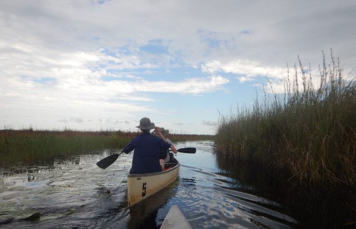 Students paddle a canoe in a small stream between grasses.