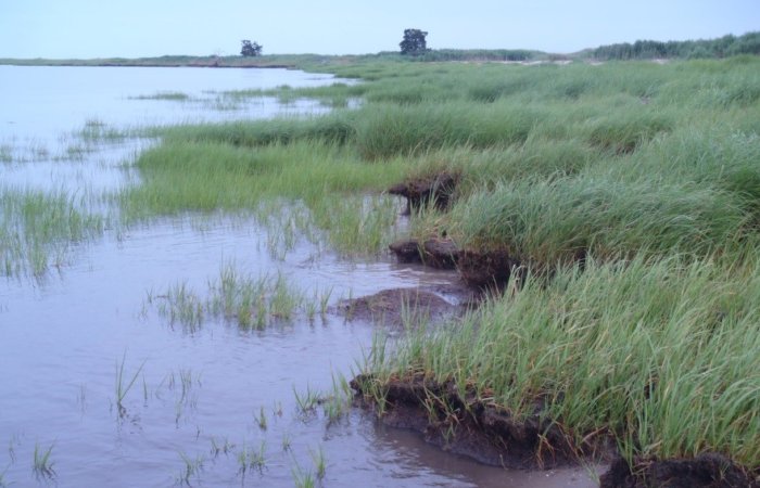 Marshy wetland with water on the left and grasses on the right.