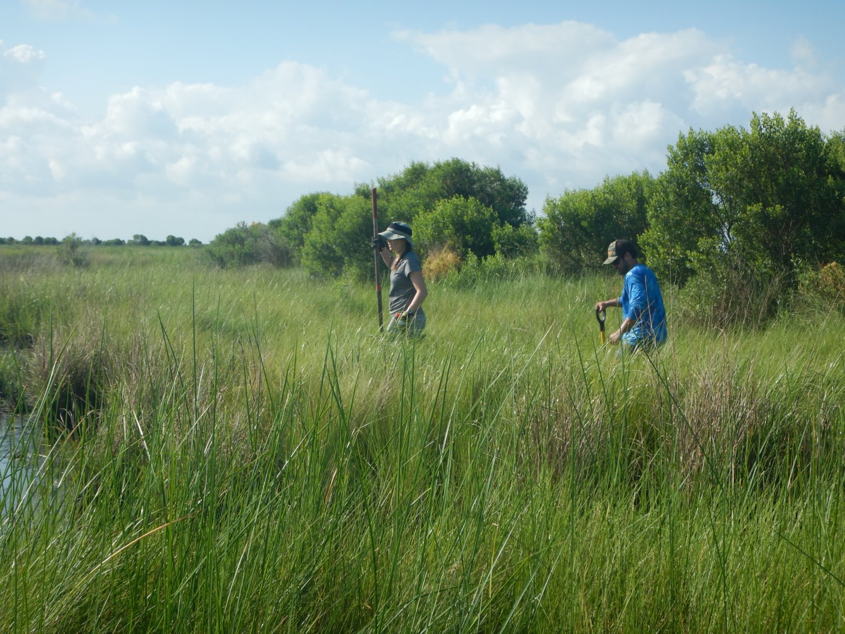 Man and woman with shovels walk through a green, grassy wetland with blue skies in the background.