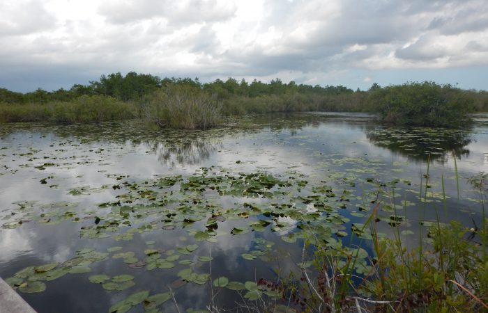 pond with lily pads surrounded by reeds.