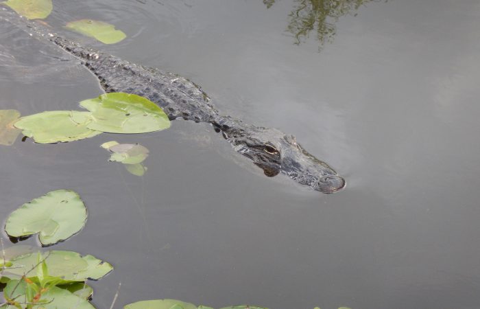 Crocodile swims in a shallow pond with lily pads.