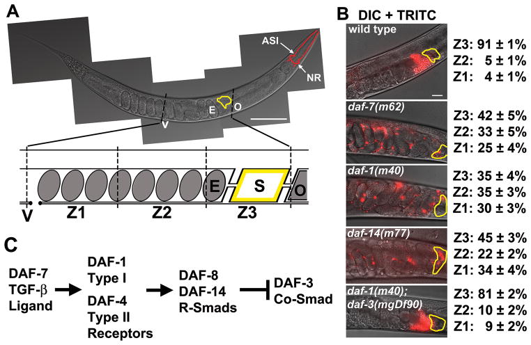 information including pheromones sensed by ciliated neurons in the Caenorhabditis elegans nose alter the lipid microenvironment within the oviduct