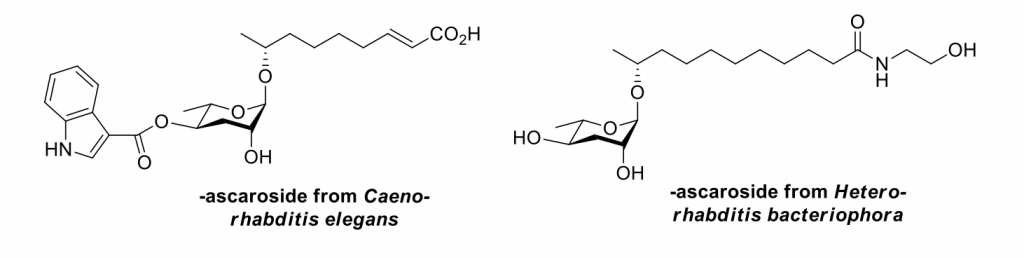 photo of synthesized ascarosides