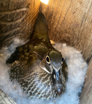Photo of a Wood Duck