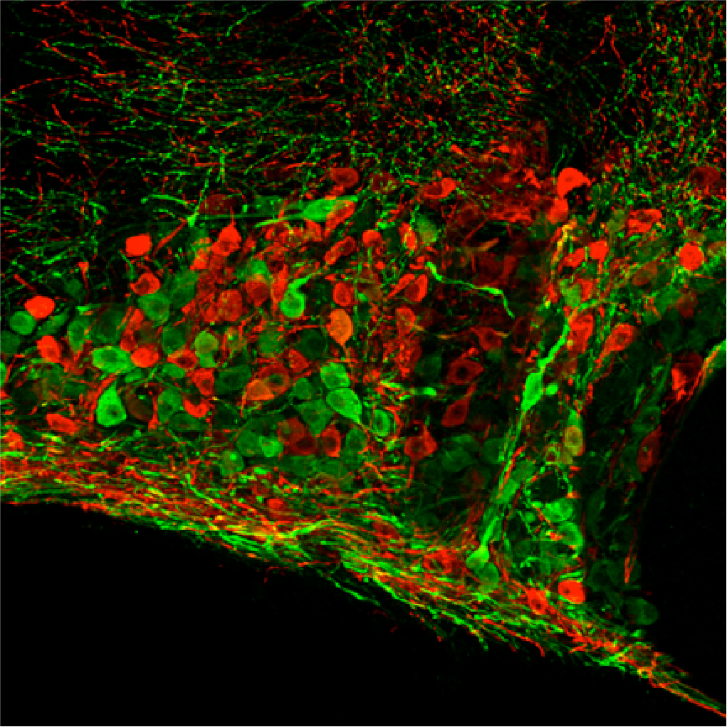 Confocal immunofluorescence image of oxytocin and vasopressin