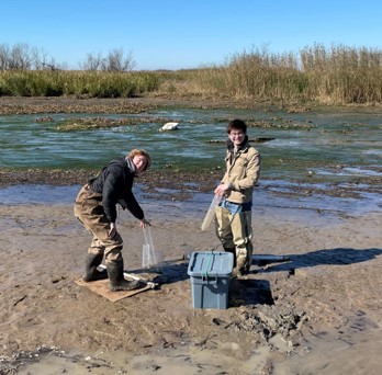 two students coring in the field