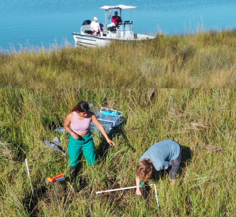 two people collecting cores