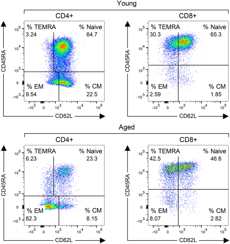 Gating strategy for canine T cell memory subsets
