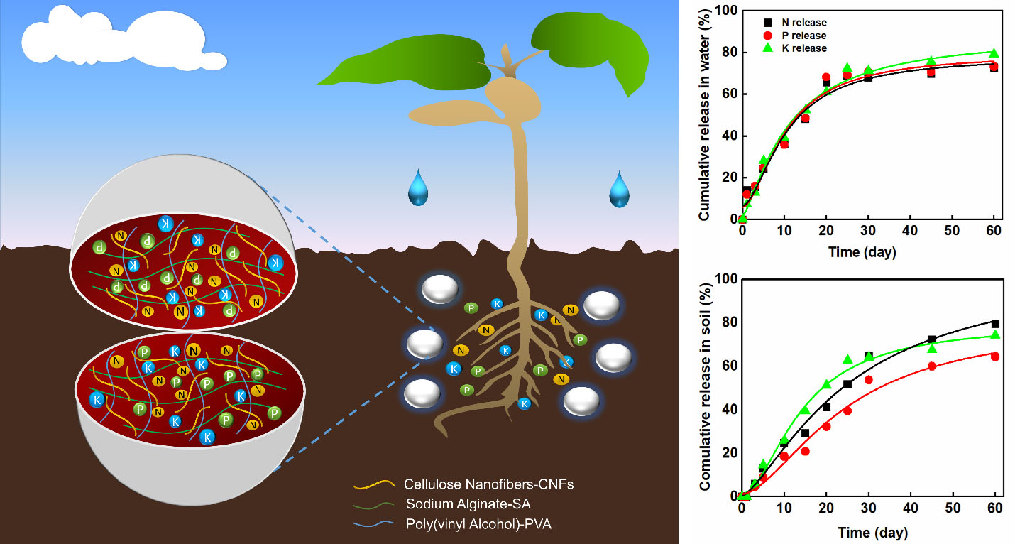 Diagram of alginate-cellulose nanofibers